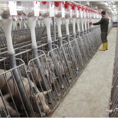 納米銀溶液在豬瘟防治中的應用